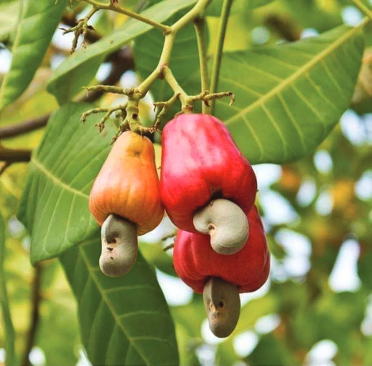Ripe cashew apples on the tree in Chamkarleu