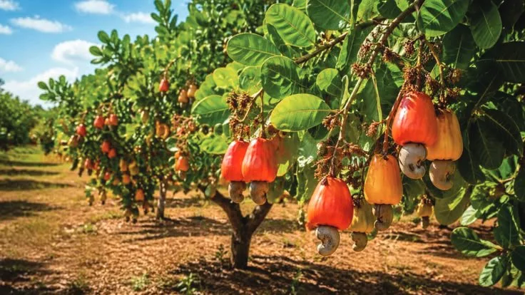 Cashew orchard in Kampong Cham